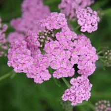 Achillea  Hardy Perennial Yarrow Cottage Garden perennial herbs Flowers Red Pink