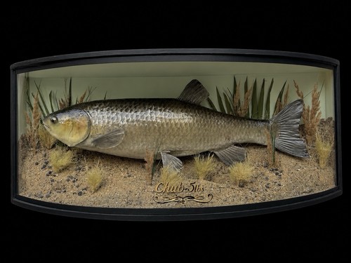 Taxidermy chub fish - taxidermy, bowed