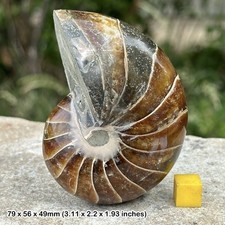 Fossil nautilus ammonite