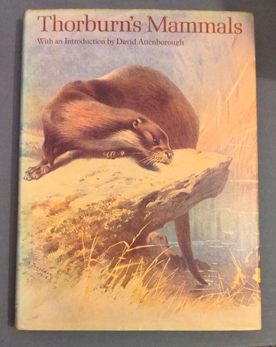 Thorburn mammals by - thorburn's,