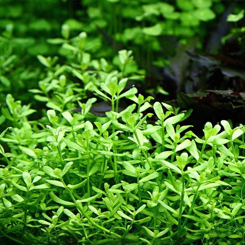 Bacopa monnieri tropical - bacopa,