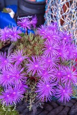 Lilac Lampranthus Ice Plant -