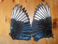 2 AIR DRIED MAGPIE WINGS IN