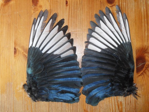 Air dried magpie - wings, in