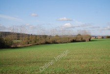 Photo 6x4 Line of trees by the footpath off Long Mill Lane Claygate Cross c2009