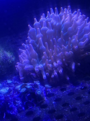 Rainbow bubble tip - rainbow,