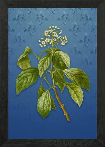 Vintage climbing hydrangea - vintage,