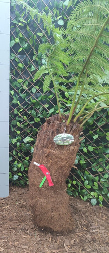 Dicksonia antarctica 3ft