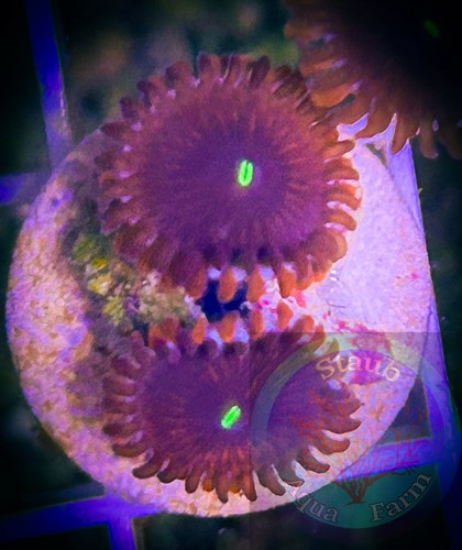 Saf people eater - saf~people, zoanthid