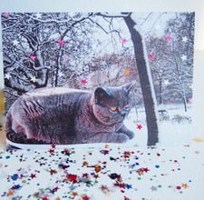 British blue shorthair