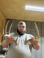 10 Point WILD Whitetail Deer