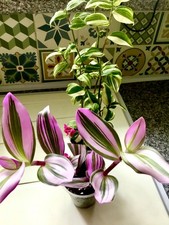 Tradescantia Nanouk Albiflora + Fluminensis  Variegated . Houseplants