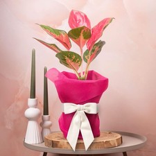 Aglaonema Red Zirkon Rare