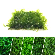 Live Aquarium Moss Live Moss