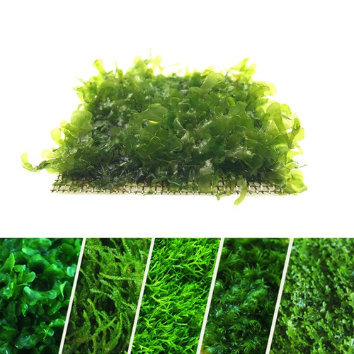 Live aquarium moss - live,