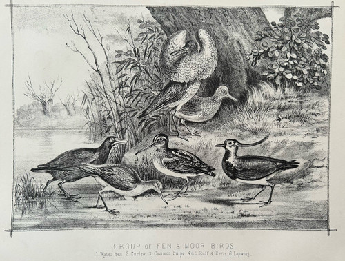 Fen moor birds c1880s - &,