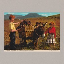 Connemara, Ireland. Collecting