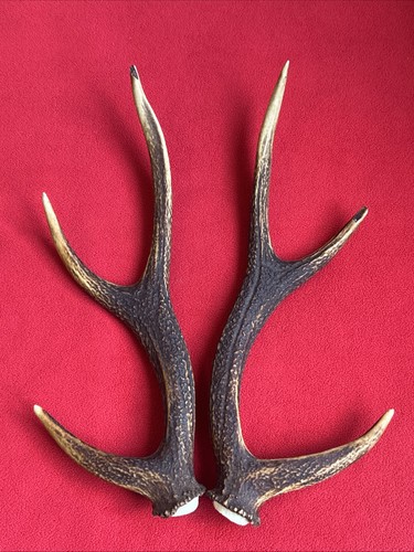 Pair sika deer antlers - of,