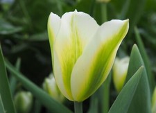 1 20 50 100 250 Spring Green