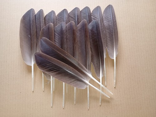 Left brown goose wing - brown,