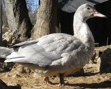 6 + 2 Fertile Muscovy Hatching