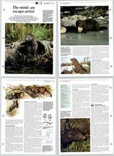 The Mink An Escape Artist - Mammals - The Living Countryside 2 Pages