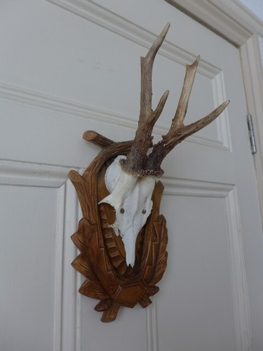 Roe deer skull antlers trophy - deer,