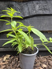 Lemon Verbena Herb Plants Established Potted Plants Half Hardy