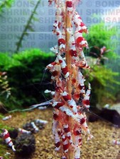 5x Large Veg Mix Shrimp Food