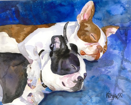 Boston terrier print - boston,