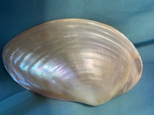 Polished whole mother - polished,