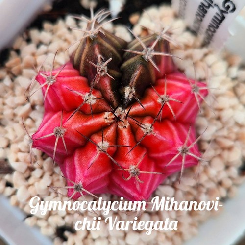 Live cactus rare - live, cactus-rare