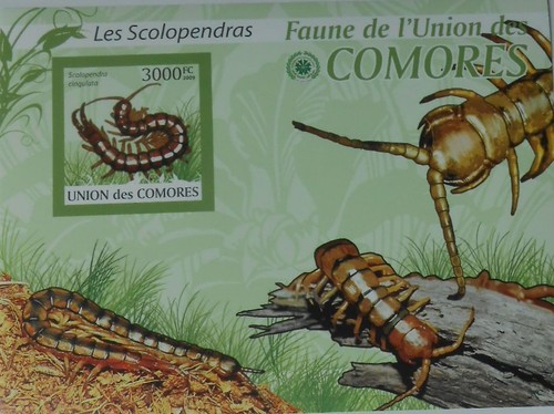 Centipede scolopendra wildlife - centipede,