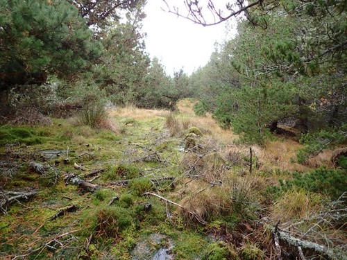 Photo 12x8 forest ride - photo, in