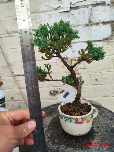 Juniper nana mame bonsai - mame,