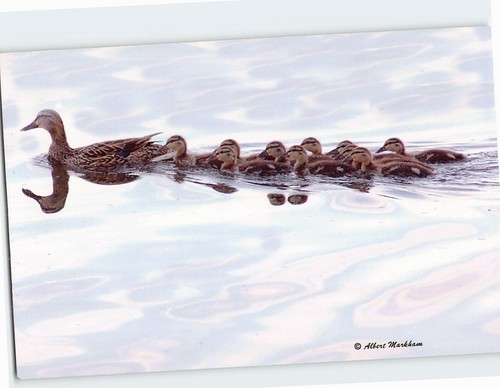 Postcard female mallard her - mallard,