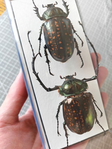 Cheirotonus gestroi pair - , in