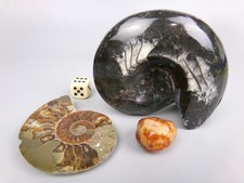 Polished Fossils & Natural