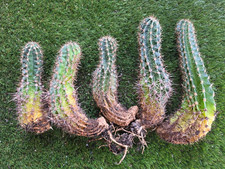 Large Cactus - Aporocactus