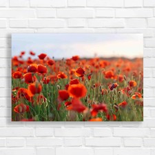 Summer Sunset Poppies A