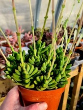 Crassula Benjamin | succulent