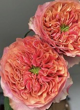 FLORIBUNDA ROSE KENSINGTON