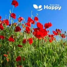 Corn Filed Red Poppy - 20 000 SEEDS - Papaver Rhoeas - FLANDERS - meadow flower