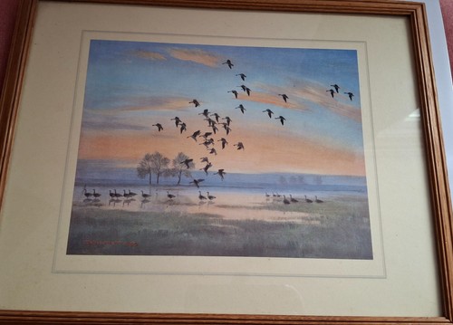 Peter scott wildfowl - peter,