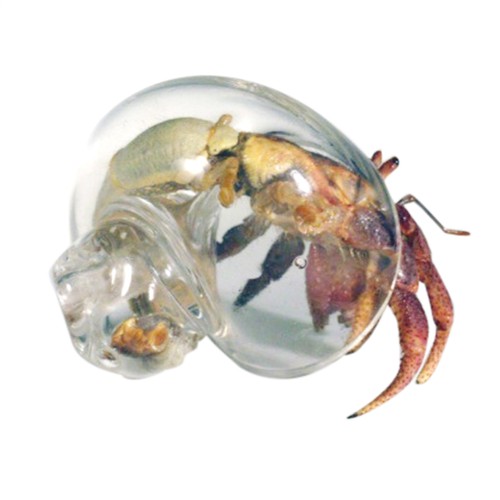 Glass conch hermit - glass,