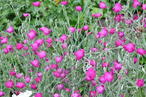 Lychnis coronaria 100 - , seeds