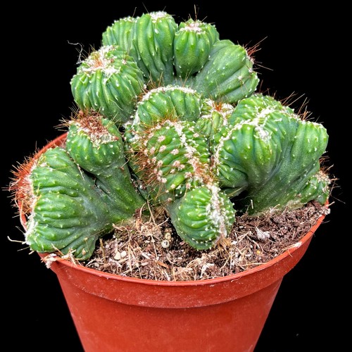 Cereus peruvianus monstruoza - cereus,