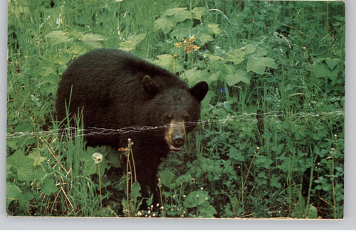 Black bear green foliage - black,