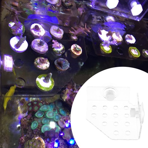 Transparent coral frag - pc,