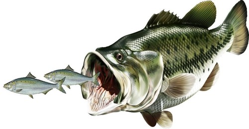 Bass chasing shad - fish, fishing